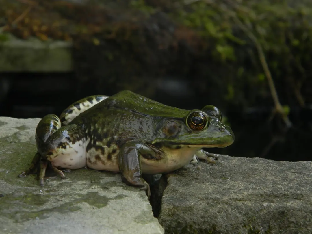 a frog on a rock